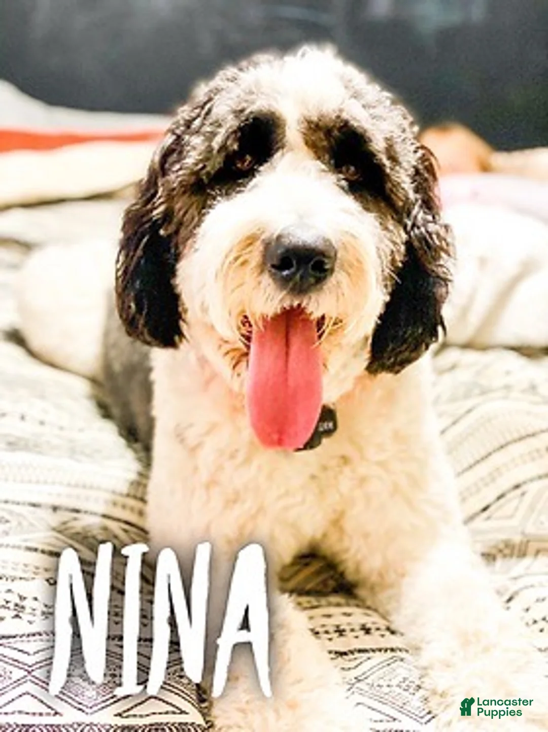 Saint Berdoodles dogs for sale: Nevaeh  - Ad 2