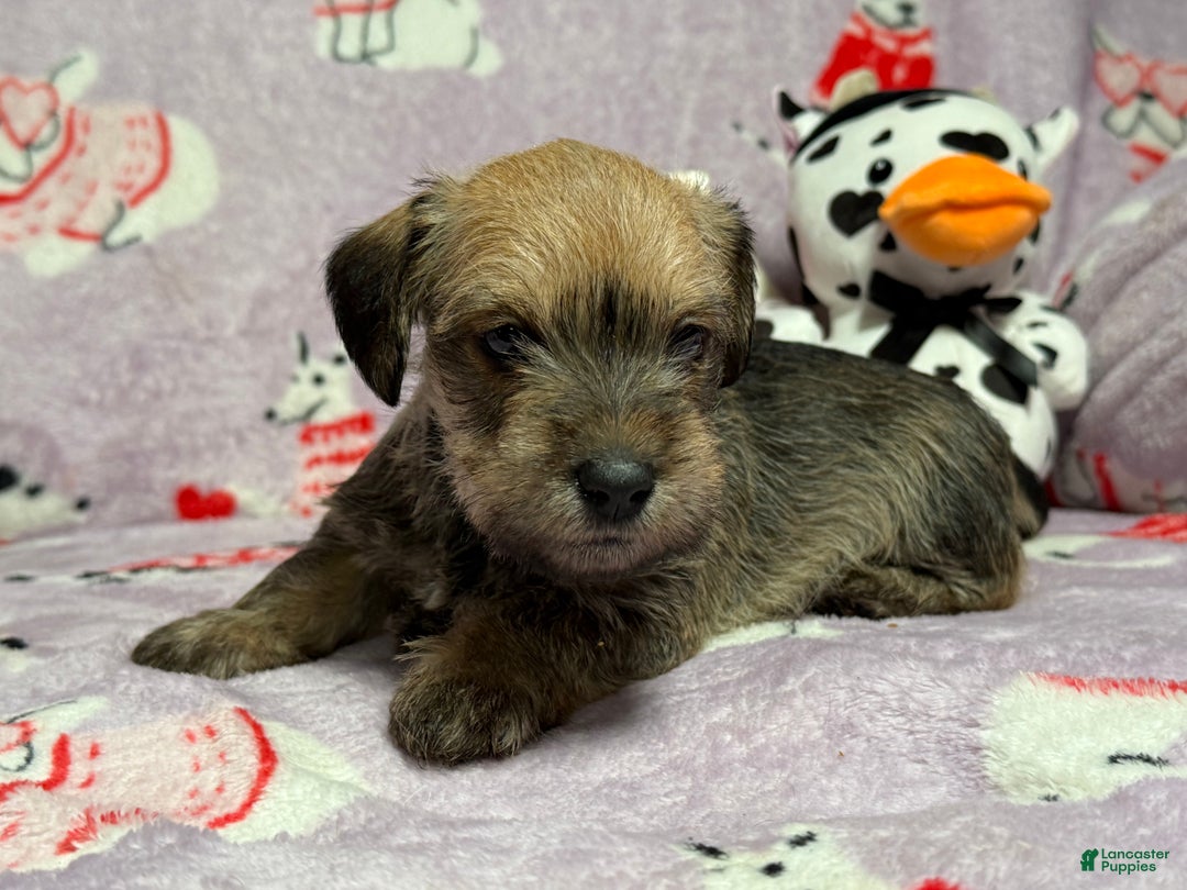 Mixed Breed dogs for sale: Salena  - Ad 4