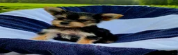 Yorkshire Terrier dogs for sale: Donald - Ad 9