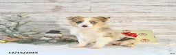 Miniature Australian Shepherd dogs for sale: Frosty - Ad 3