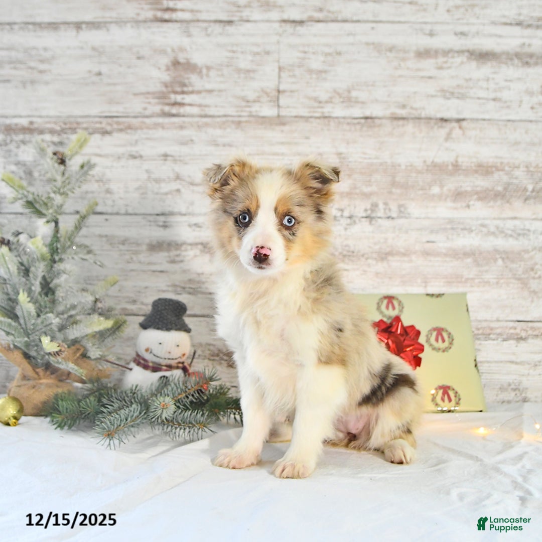 Miniature Australian Shepherd dogs for sale: Frosty - Ad 3