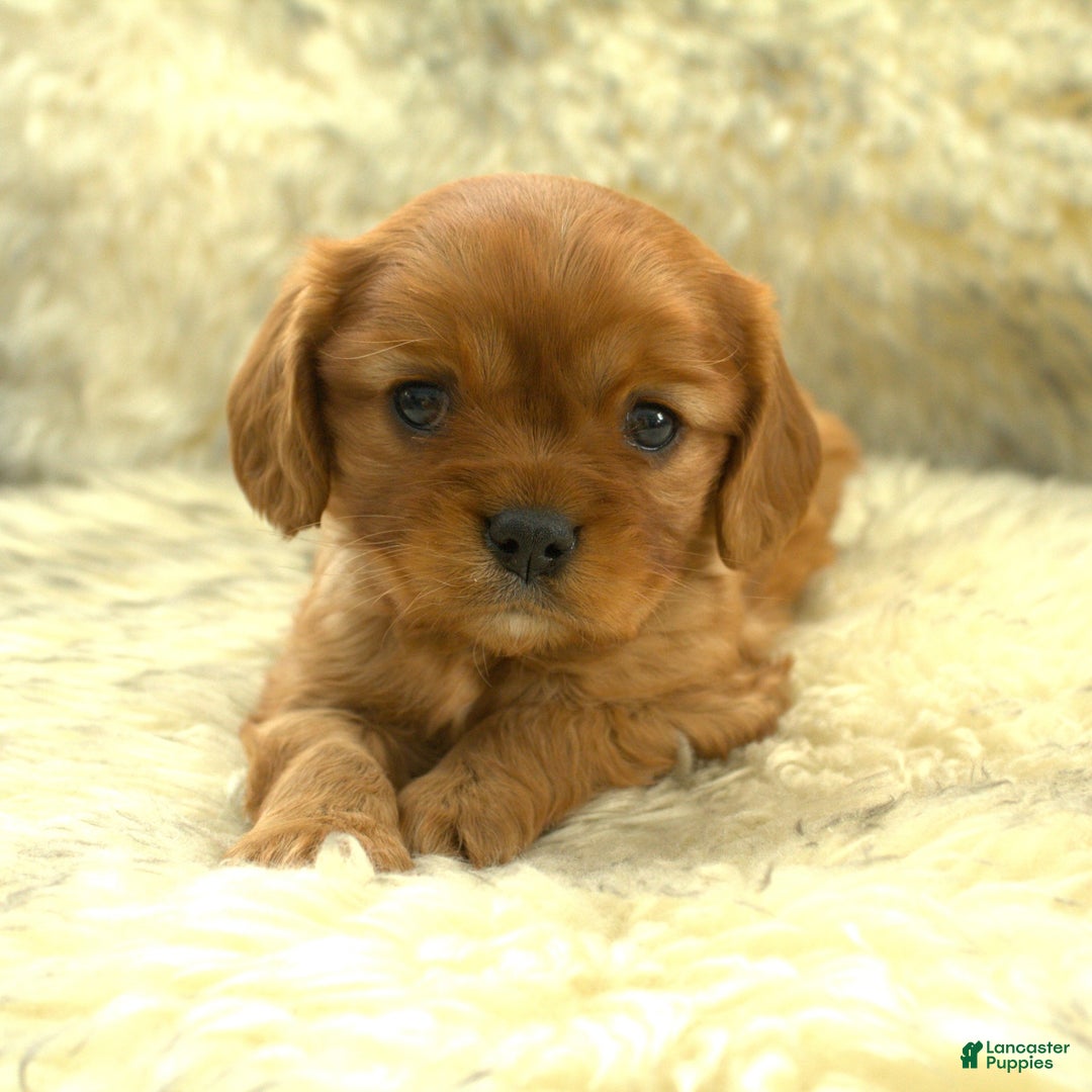 Cavalier King Charles Spaniel dogs for sale: Peter - Ad 4