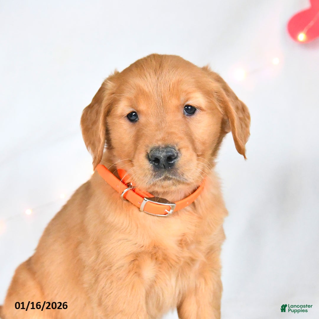 Golden Retriever dogs for sale: Maverick - Ad 2