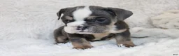 English Bulldog dogs for sale: Stella - Ad 3