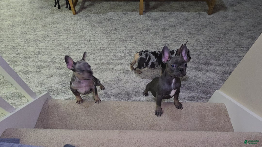 French Bulldog dogs for sale: Reba - Ad 3