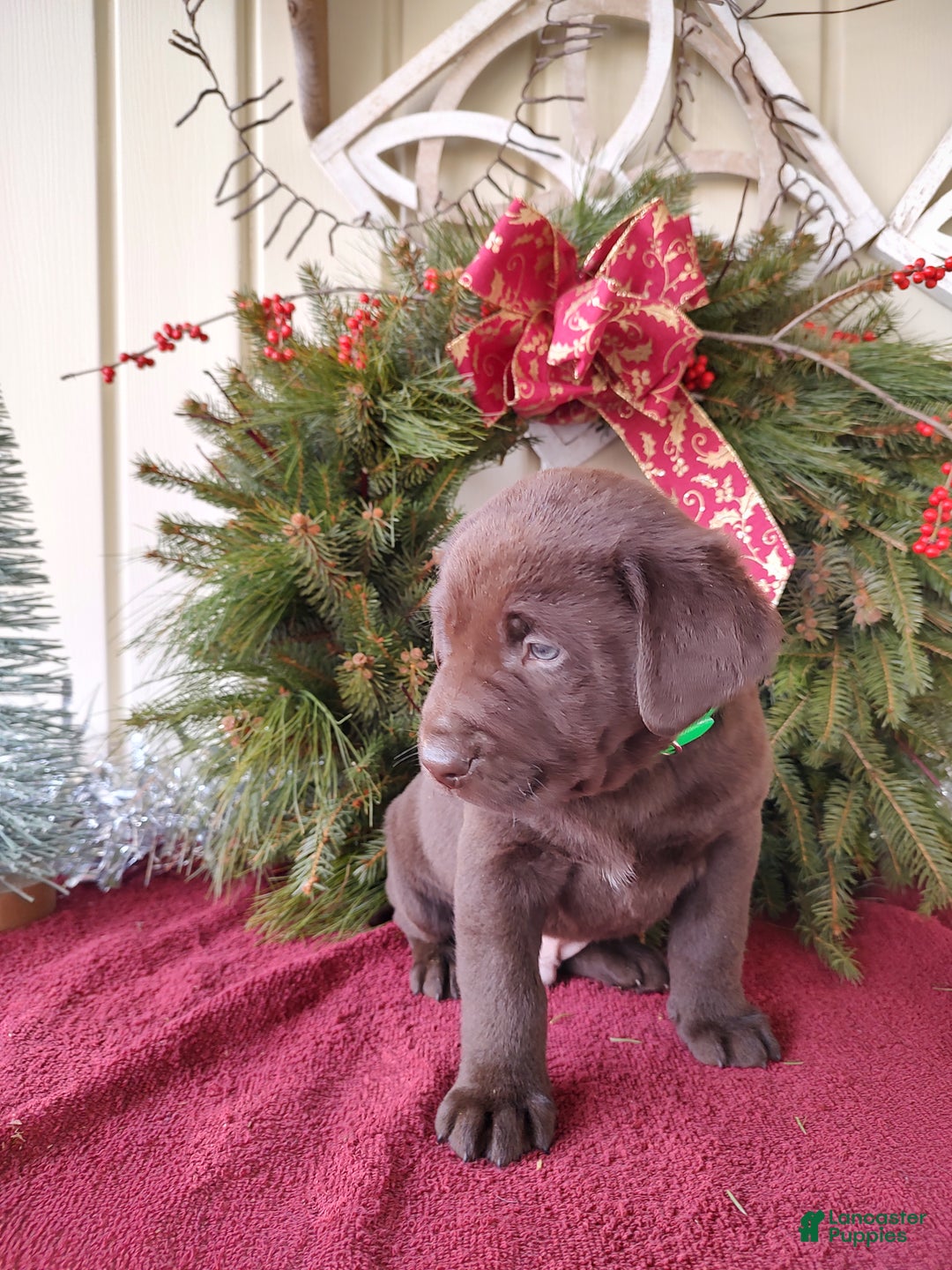 Labrador Retriever dogs for sale: Brax - Ad 7