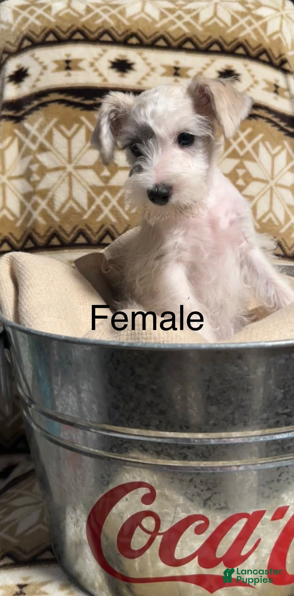Miniature Schnauzer dogs Sadie - Ad 34