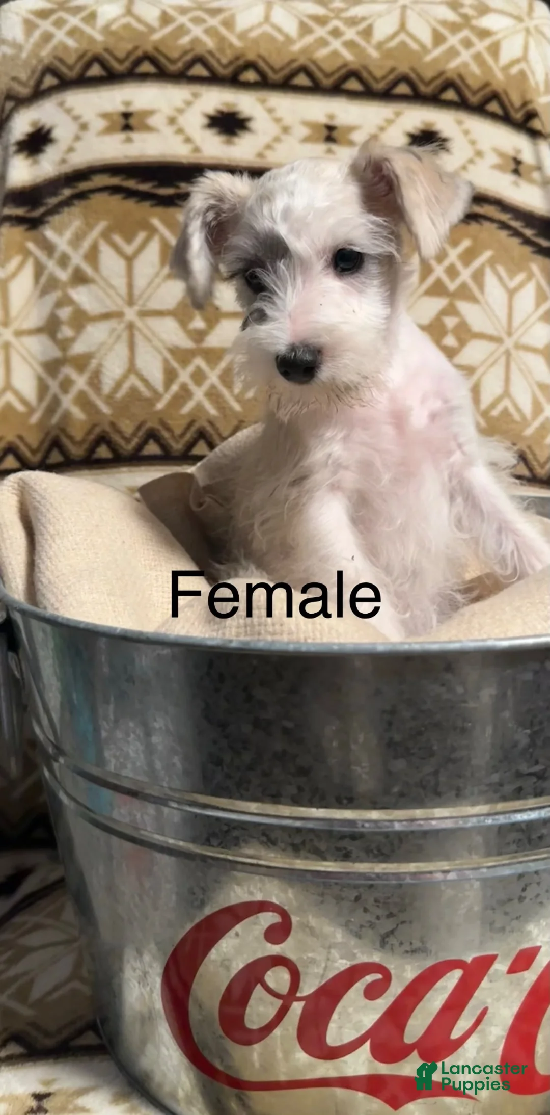 Miniature Schnauzer dogs for sale: Sadie - Ad 1