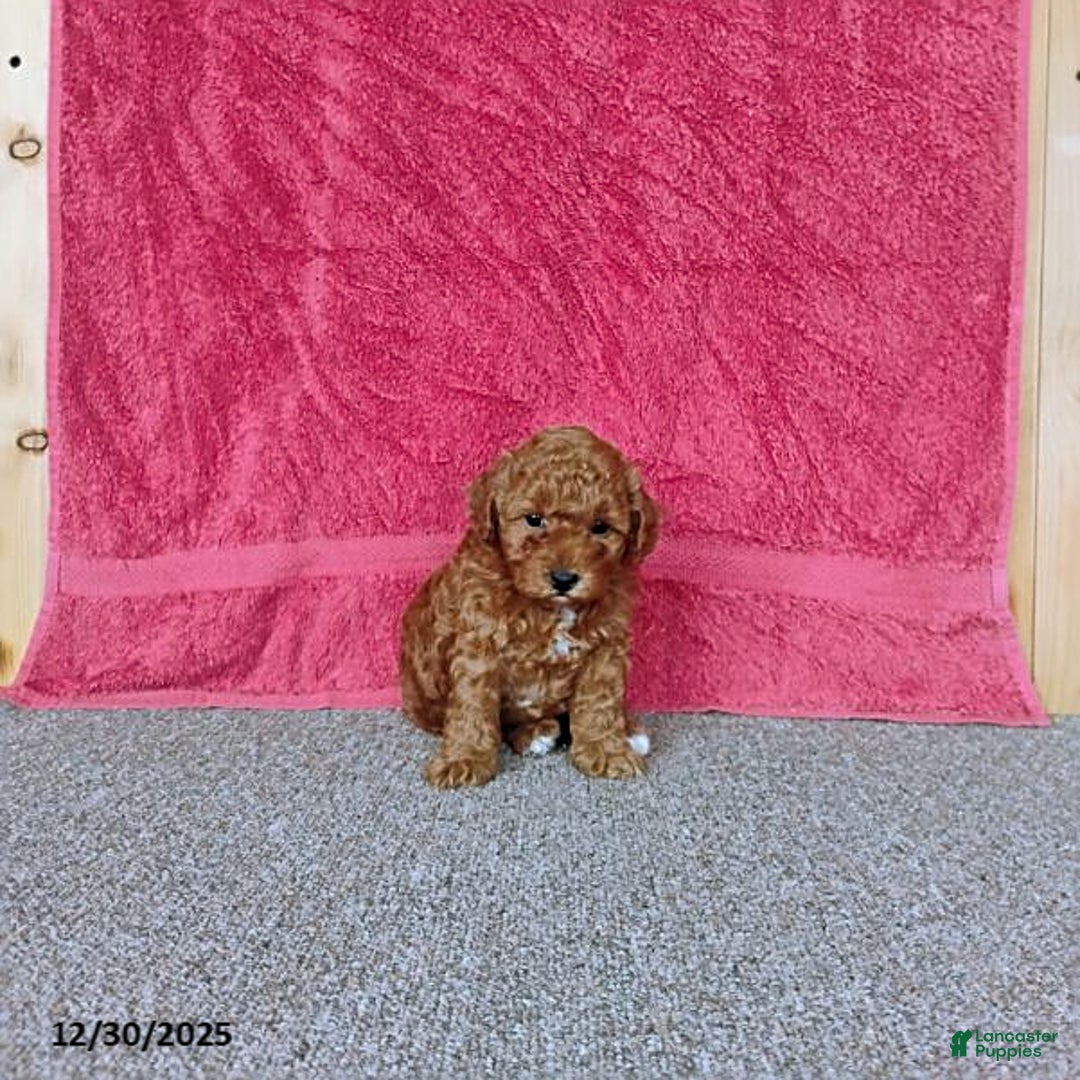 Toy Poodle dogs for sale: Chewy - Ad 7