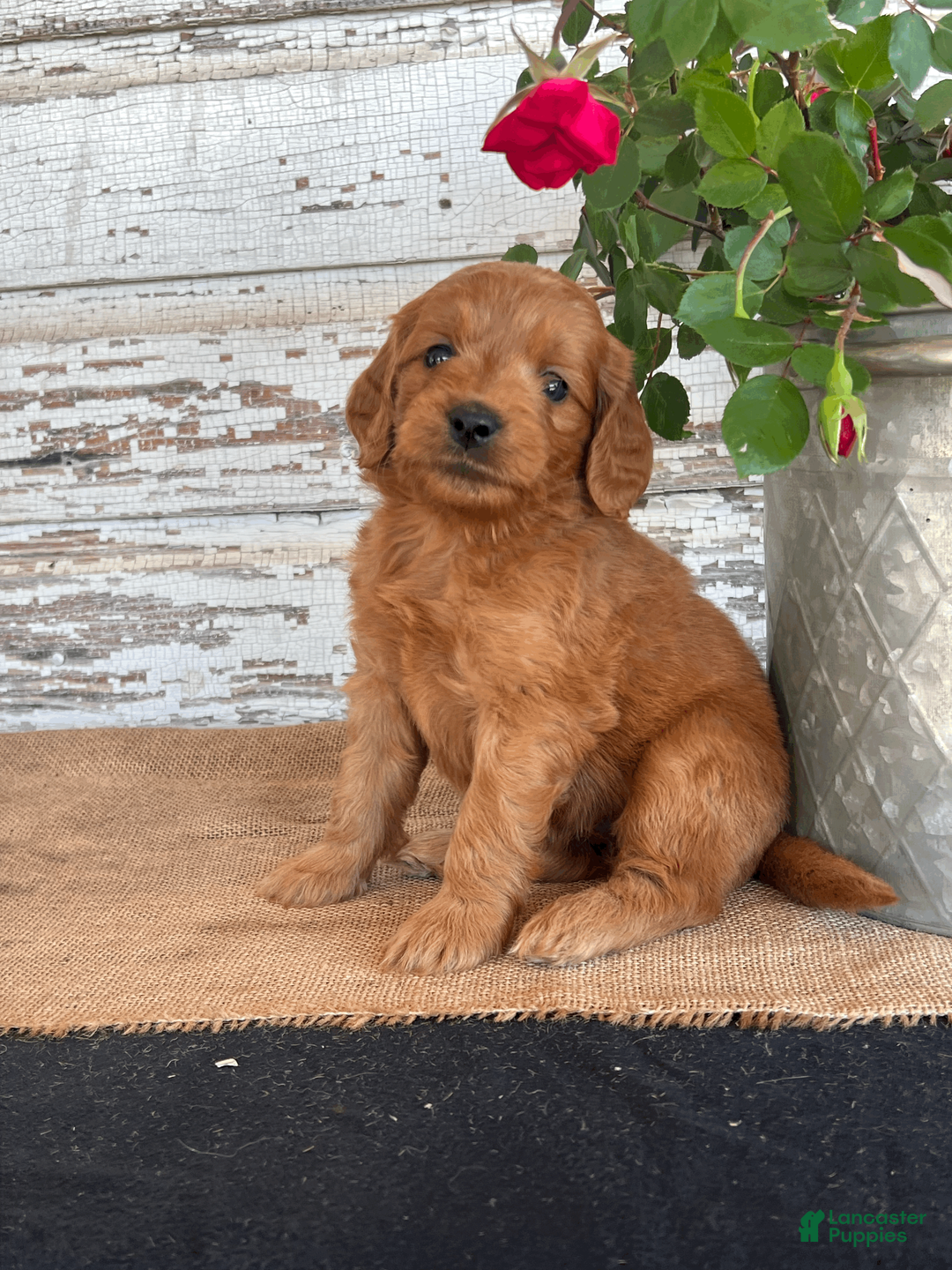 Mini Goldendoodle dogs for sale: Jazzy - Ad 2