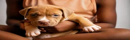 American Bully dogs for sale: American Bully 2 - Ad 2