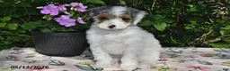 Miniature Poodle dogs for sale: Kari - Ad 2