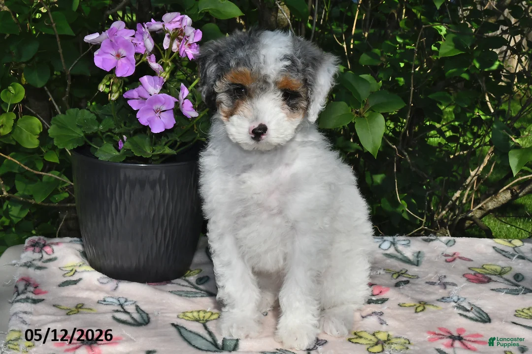 Miniature Poodle dogs for sale: Kari - Ad 2