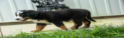 Bernese Mountain Dog dogs for sale: SOPHIE - Ad 16