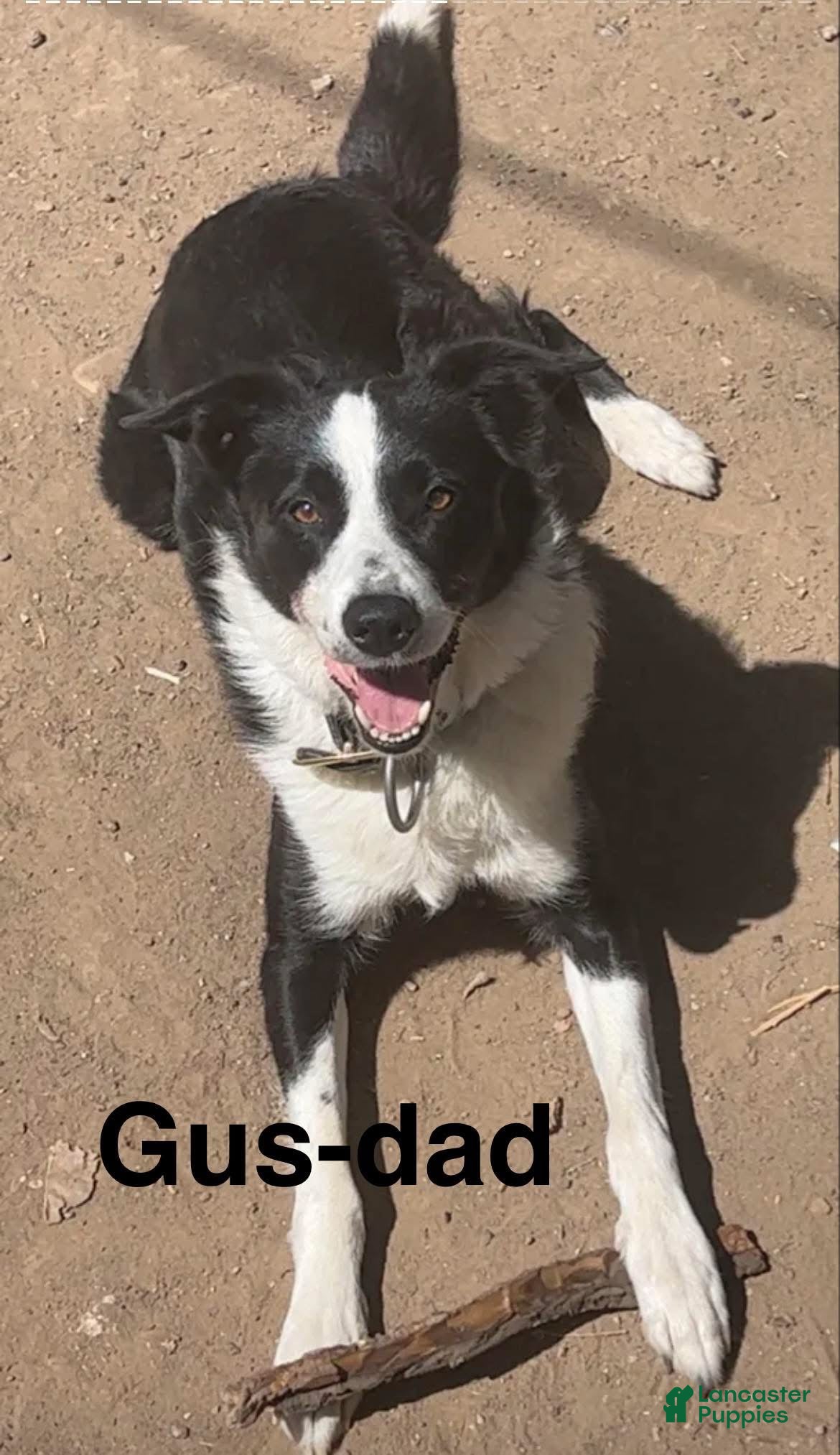 Gus
