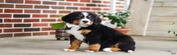 Bernese Mountain Dog dogs for sale: Caleb - Ad 6