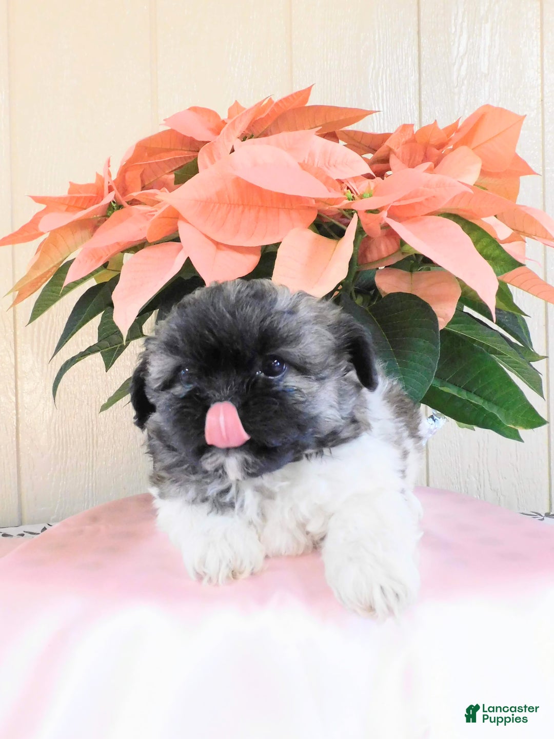 Teddy Bear dogs for sale: Oreo - Ad 5