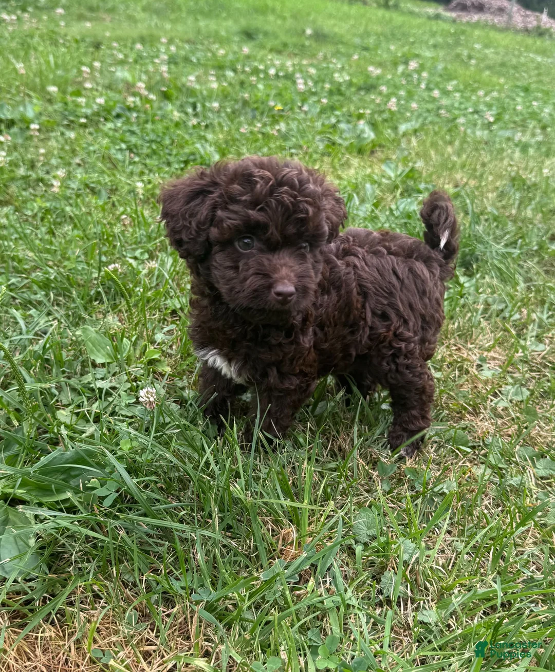Mini Aussiedoodle dogs for sale: Mini Aussiedoodle Puppy 3 - Ad 2