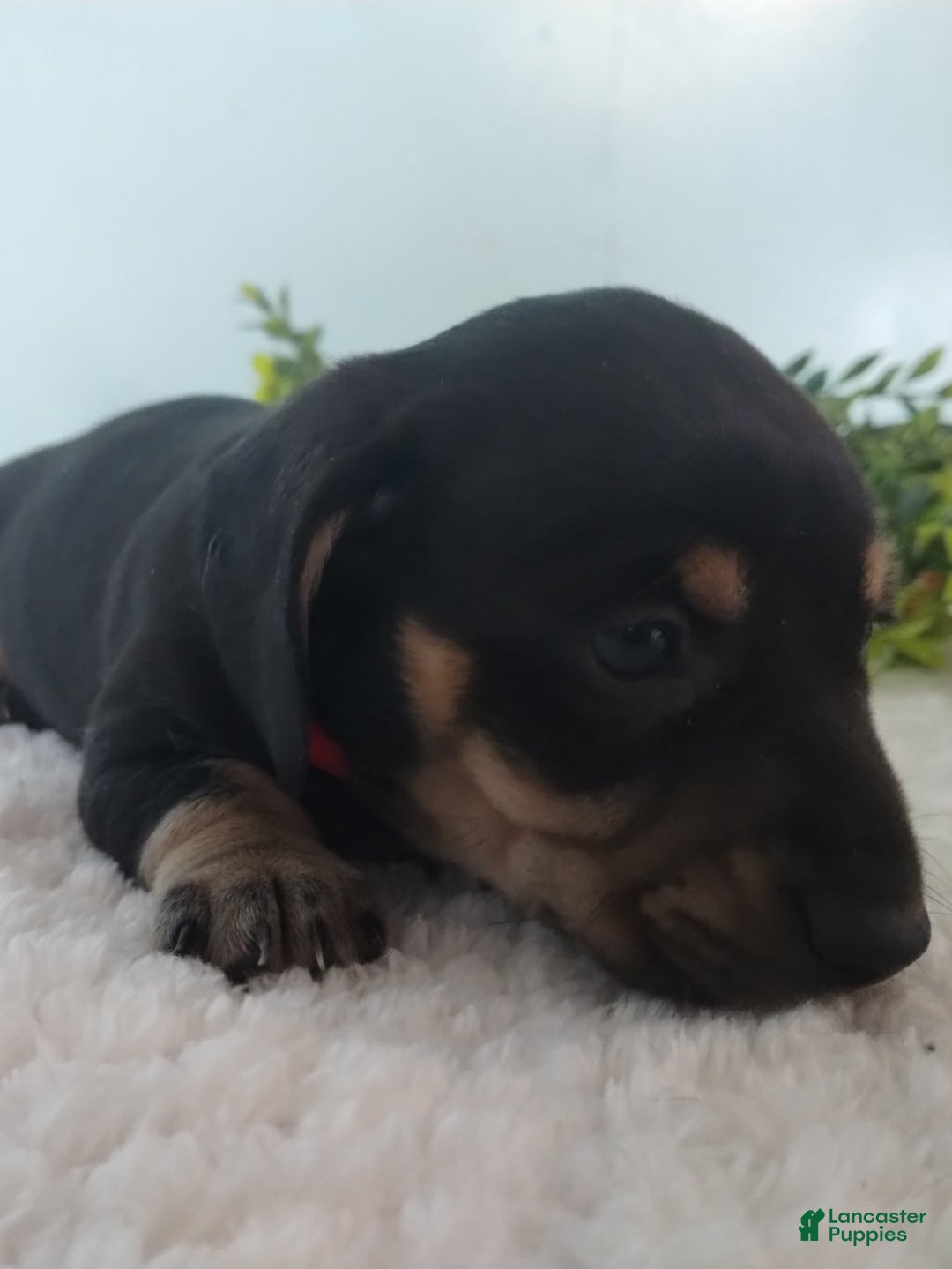 Miniature Dachshund dogs for sale: Fido - Ad 13