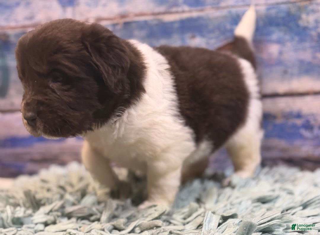 Mixed Breed dogs for sale: Stephanie OFA DNA - Ad 8