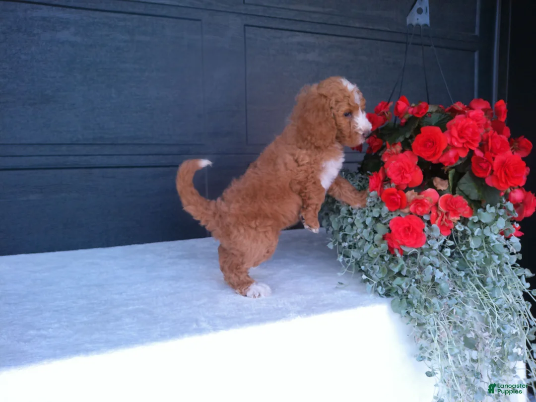 Goldendoodle dogs for sale: Kira - Ad 2