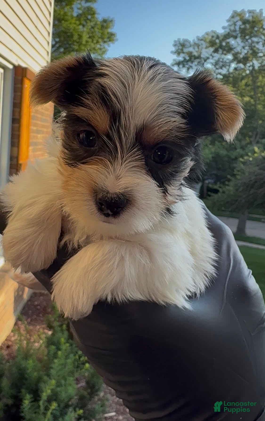 Yorkshire Terrier dogs Yorkshire Terrier Puppy 3 - Ad 1