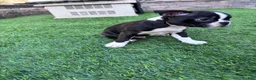 Boston Terrier dogs for sale: Boston Terrier 4 - Ad 10