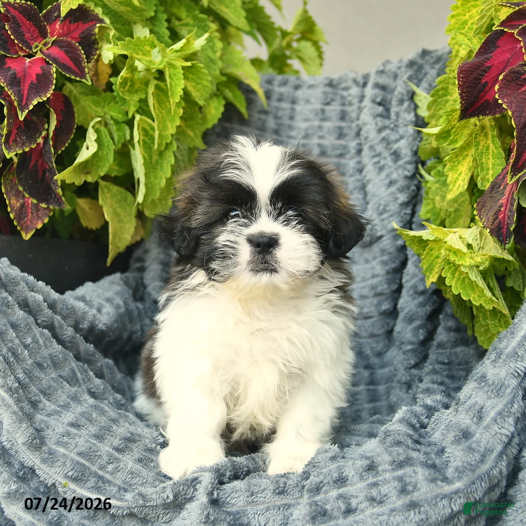 Shih Tzu dogs for sale: Navy  - Ad 1