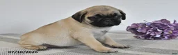 Pug dogs for sale: Evie  - Ad 3