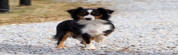 Miniature Australian Shepherd dogs for sale: Allie - Ad 8