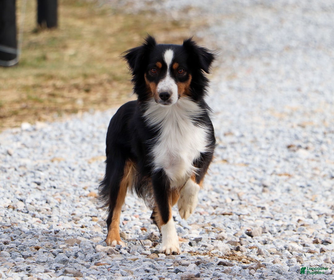 Miniature Australian Shepherd dogs for sale: Allie - Ad 8