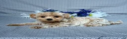 Maltipoo dogs for sale: Ellie - Ad 4