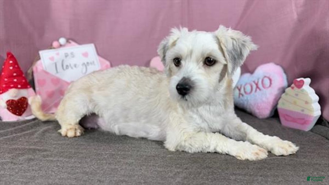 Havanese dogs for sale: Havanese Puppy 1 - Ad 4