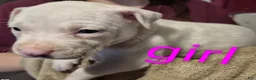 American Pit Bull Terrier dogs for sale: American Pit Bull Terrier Puppy 9 - Ad 3