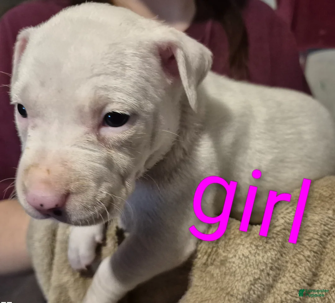 American Pit Bull Terrier dogs for sale: American Pit Bull Terrier Puppy 9 - Ad 3
