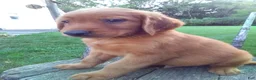 Golden Retriever dogs for sale: Bennett - Ad 3