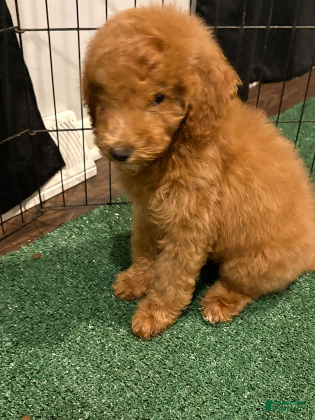Miniature Poodle dogs for sale: Sammy - Ad 2