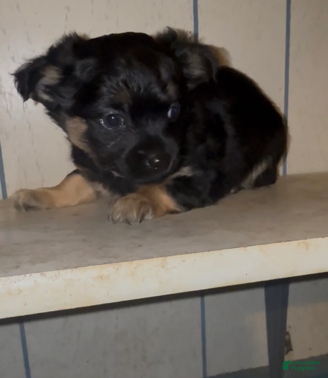 Chiweenie dogs for sale: Chiweenie Puppy 1 - Ad 2