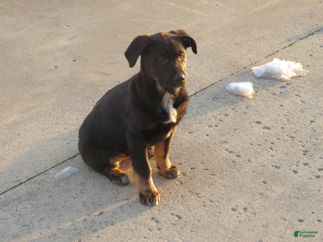 German Shepherd dogs for sale: Millie - Ad 5