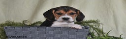 Beagle dogs for sale: Koby - Ad 5