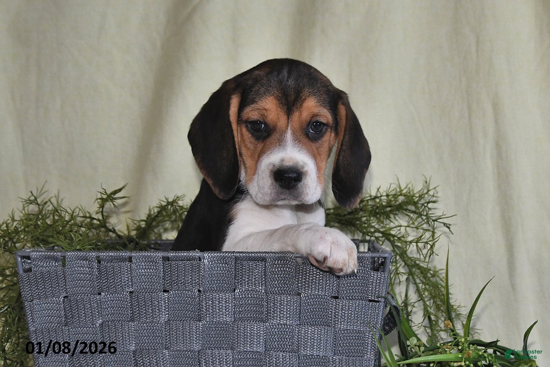 Beagle dogs for sale: Koby - Ad 5