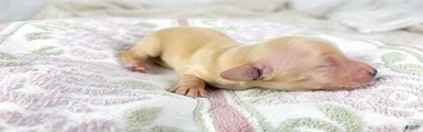 Wafer