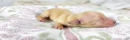 Miniature Dachshund dogs for sale: Wafer - Ad 1