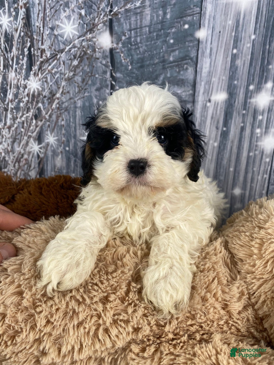Cavapoo dogs for sale: Jovan - Ad 11