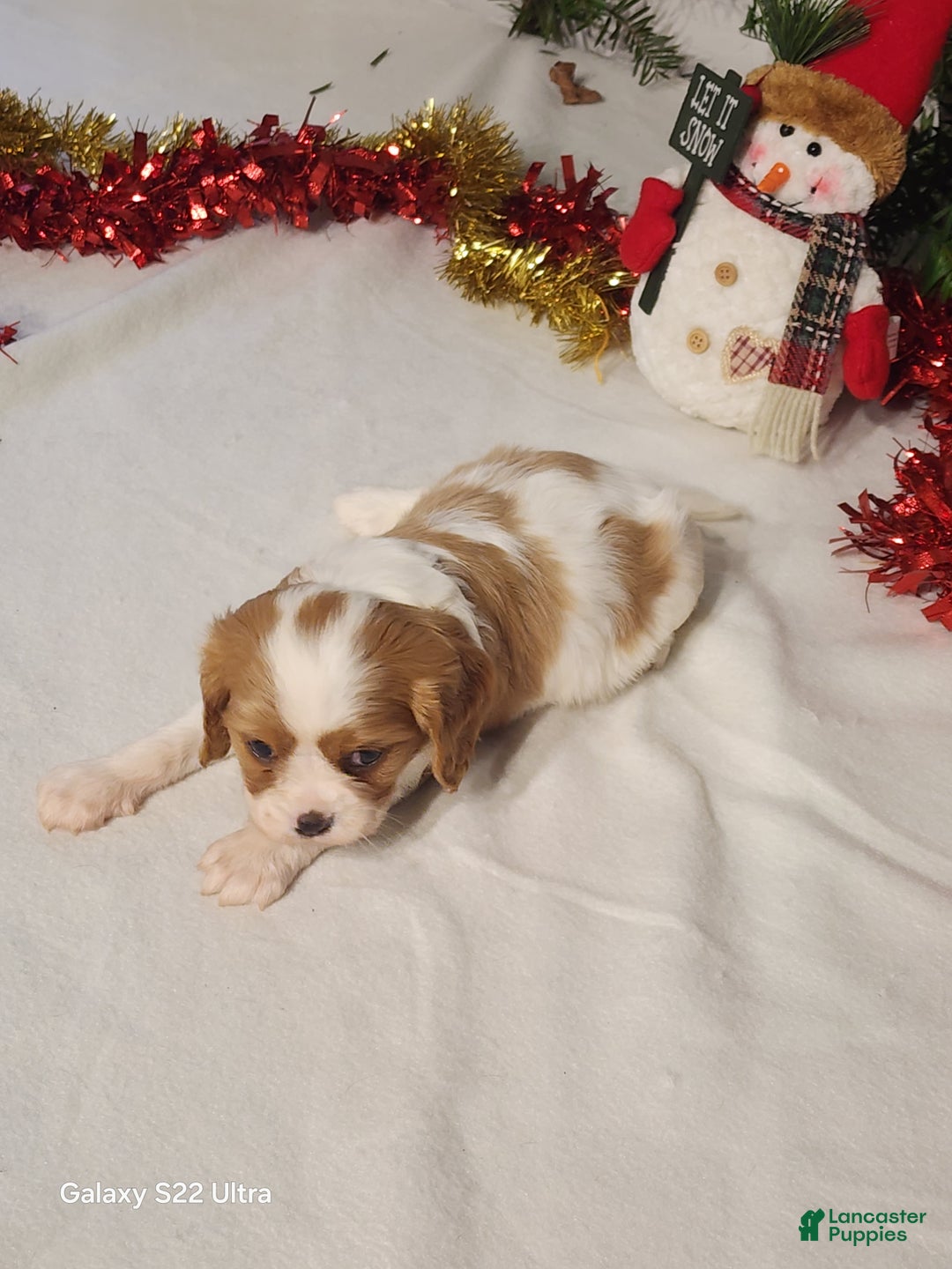 Cavalier King Charles Spaniel dogs for sale: Jill - Ad 3