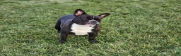 French Bulldog dogs for sale: Daisy - Ad 11