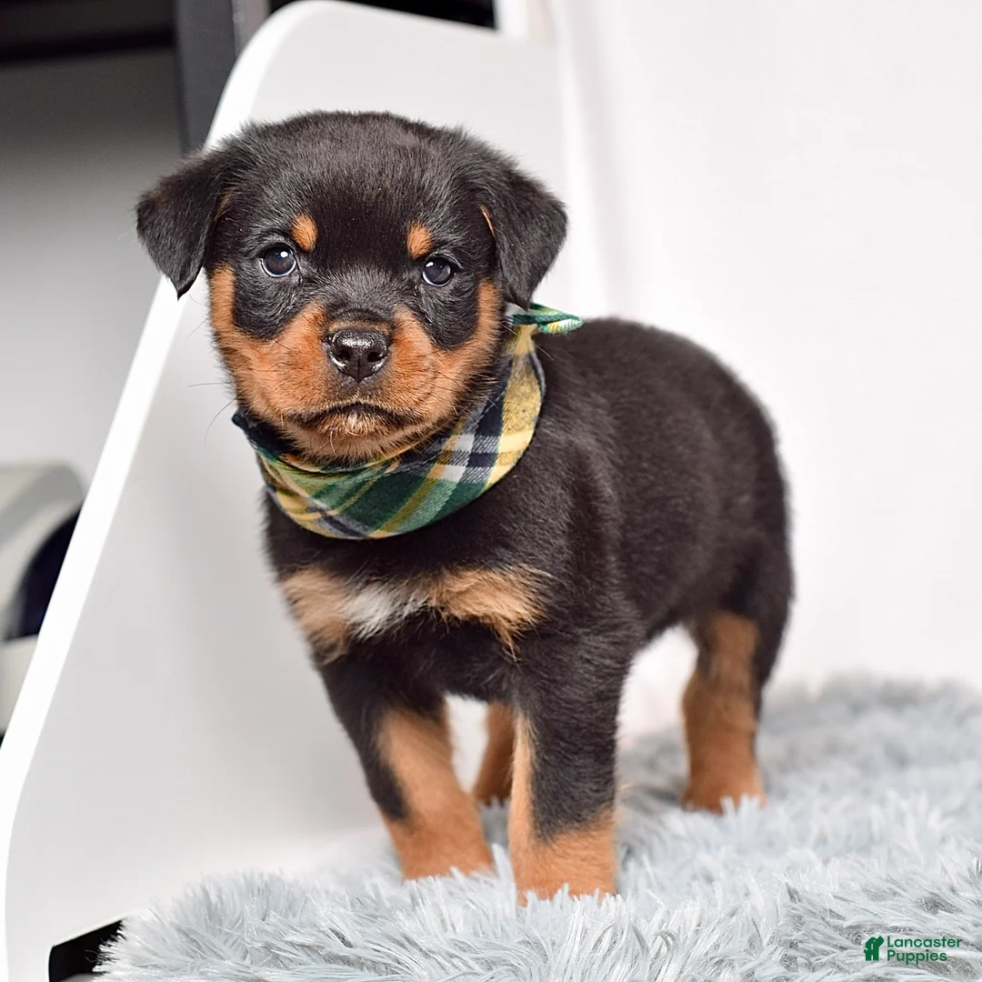 Rottweiler dogs for sale: Ninja - Ad 2