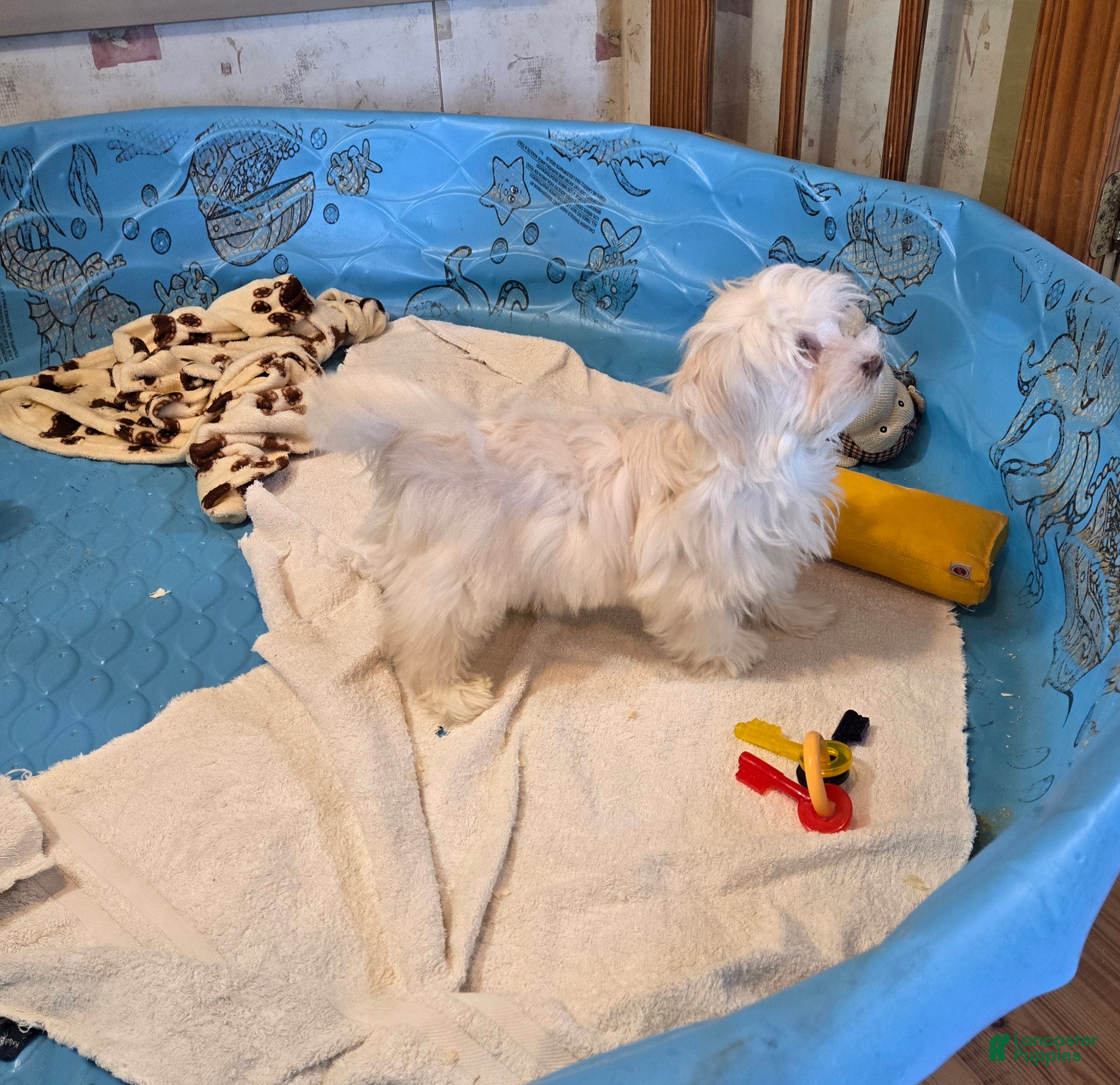 Havanese dogs Josh - Ad 2