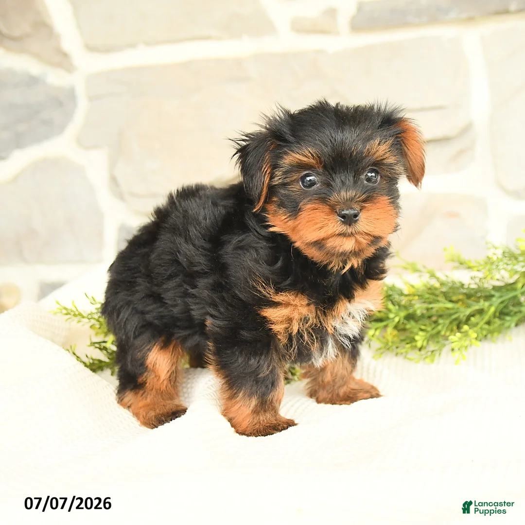 Yorkshire Terrier dogs for sale: Shawn  - Ad 2
