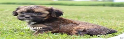 Mixed Breed dogs for sale: Jolie - Ad 1